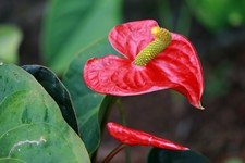 Anthurium